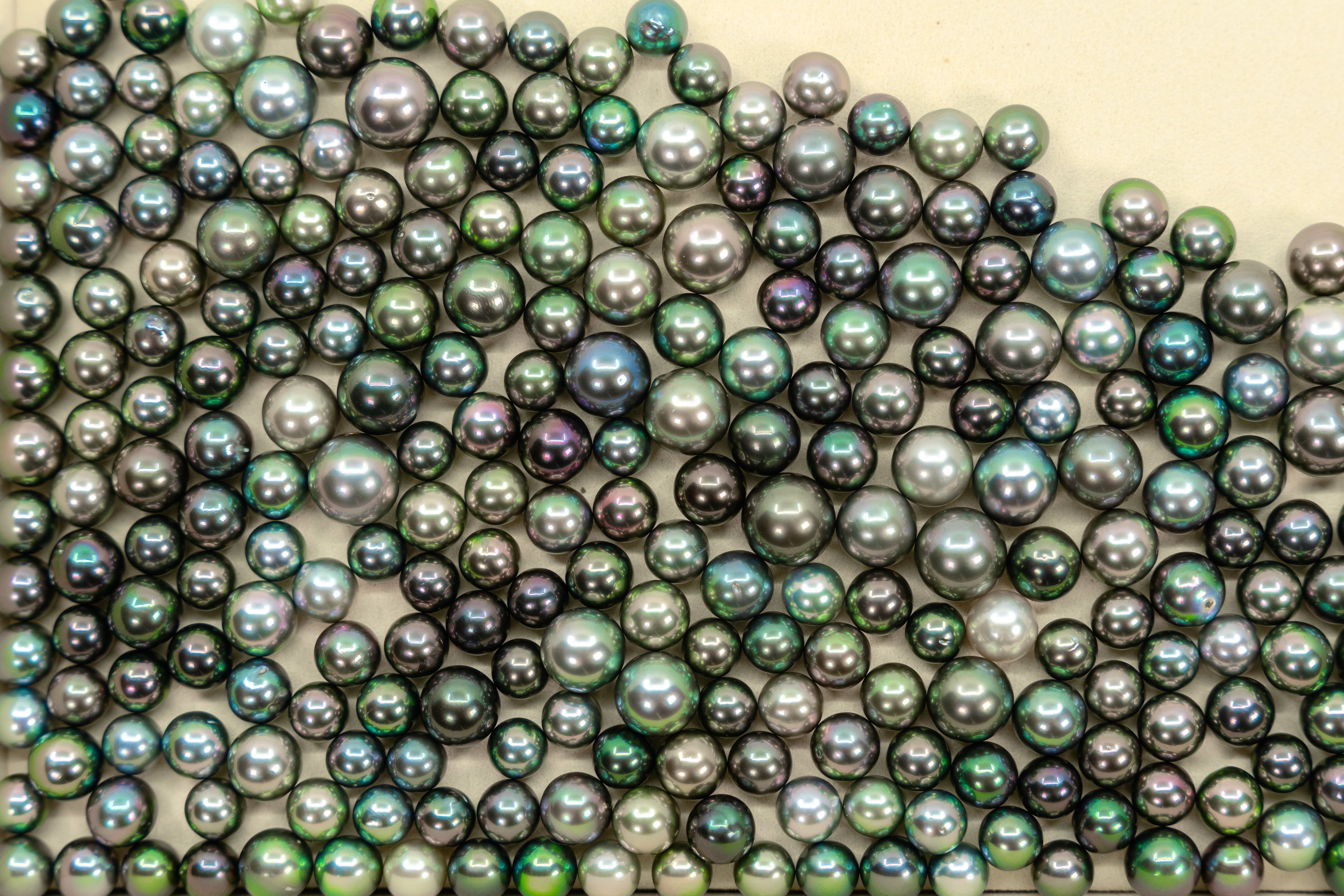 Perle de Culture de Tahiti : tout savoir sur le trésor Polynésien